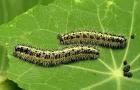 Caterpillars feeding on green leaf close up macro view